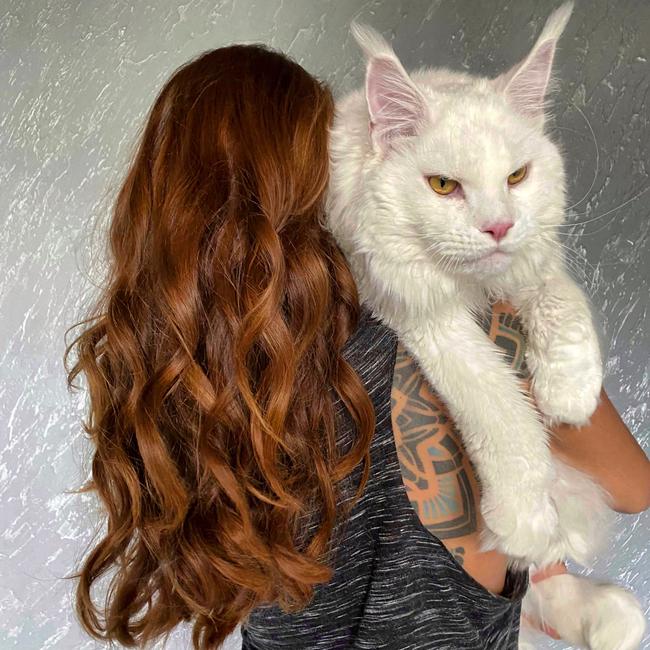 This 2-year-old Maine Coon is thought to be the world’s largest kitten at just under 28 pounds (12.5kg). Picture: SWNS/Mega