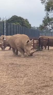 Zookeepers train rhino to take allergy medicine