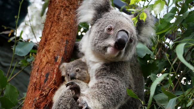 SYDNEY, AUSTRALIA - MARCH 02: Koala joey Humphrey is comforted by mother Willow at Taronga Zoo on March 02, 2021 in Sydney, Australia. Eight-month-old Humphrey is the first koala joey born at Taronga Zoo in over a year, and only recently emerged from his mother Willow's pouch. Koala joeys stay in their mother's pouch for up to 6 months and it is only from around that age that they begin to emerge and attach themselves to their mother's back. (Photo by Lisa Maree Williams/Getty Images) ***BESTPIX***