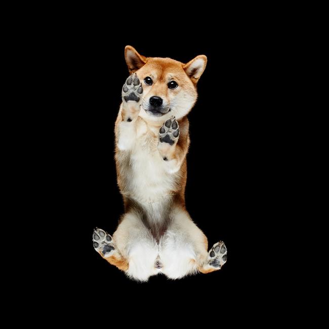 MUST NOT PUBLISH BEFORE SUNDAY OCTOBER 8TH GROUP PRINT AND WEB RIGHTS MUST CREDIT: ANDRIUS BURBA/SOLENT Pictured: One of Andrius' photo of one of the dogs. An unusual photoshoot involving strangers dogs captured the canine pets from a rather peculiar angle. The pictures, taken from underneath the dogs, show another side of man's best friend. The subjects range from a Thai Ridgeback to a White Shepherd, including breeds like Saluki, Basenji, Pomeranian and many others. Professional photographer Andrius Burba, 25, from Vilnius, Lithuania, spent over two years bringing the collection together. SEE OUR COPY FOR DETAILS. Please byline: Andrius Burba Studio/Solent News © Andrius Burba Studio/Solent News & Photo Agency UK +44 (0) 2380 458800