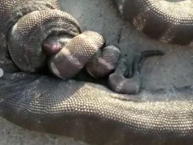 Two file snakes mating in a rare sighting on a beach in Port Douglas in 2020. Picture: Shane Down