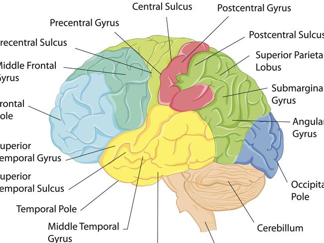 The feeling of reliving moments over and over is usually associated with the temporal lobe. Picture: Brain Anatomy