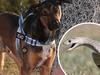 Rescue dog saves Tugun family from deadly 1.5m snake