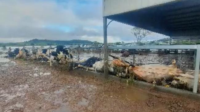 Nightmare exposed: Dead dairy cows on Paul Weir’s property near Lismore. Picture: Supplied