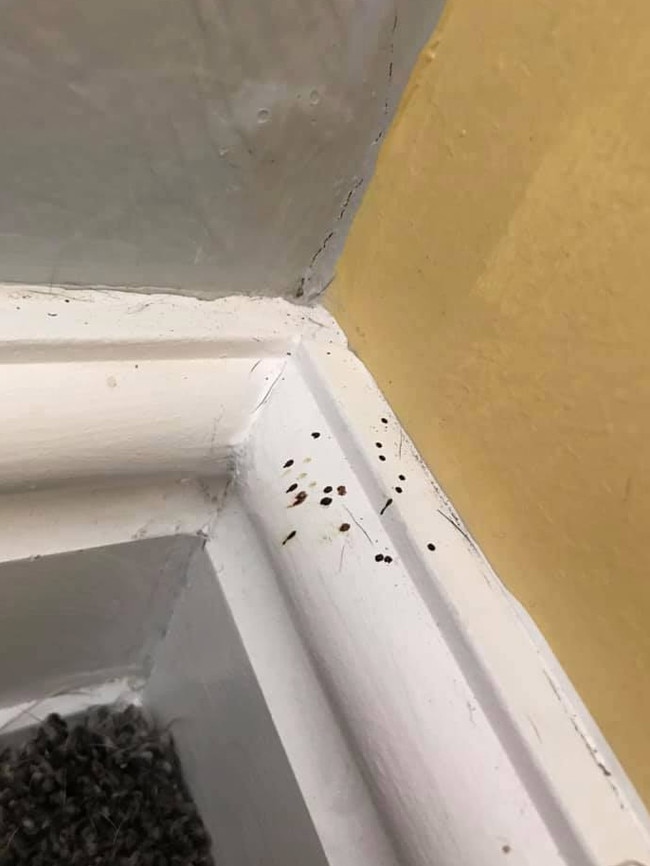 After posting images to Facebook, many responded it was the result of spider poop. Picture: Facebook/MrsHinchsCleaningTips