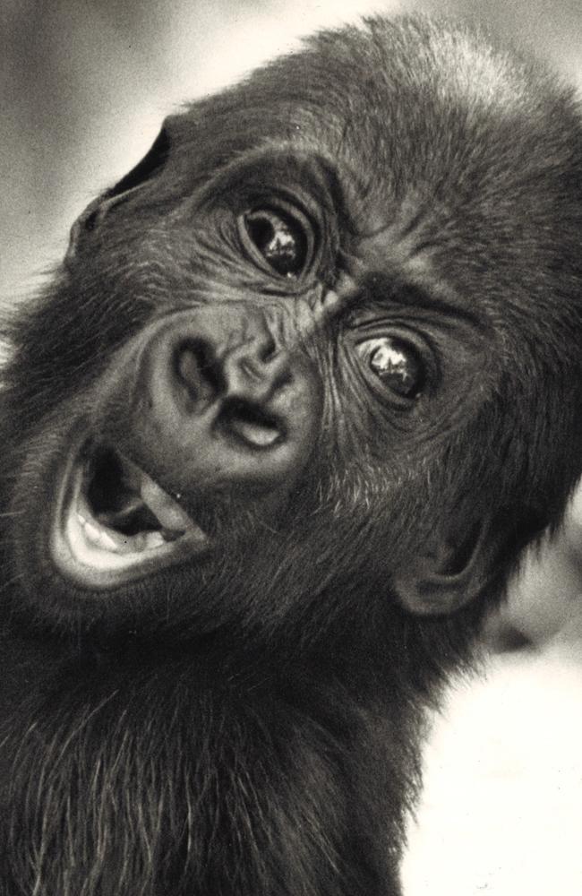Mzuri shows his first teeth in 1985.
