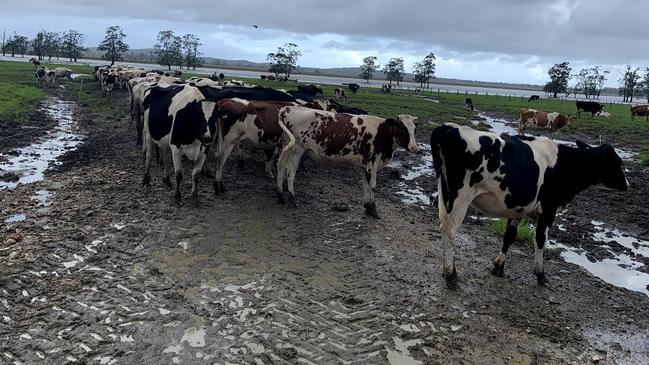  Sue McGinn’s dairy farm in the Macleay Valley.