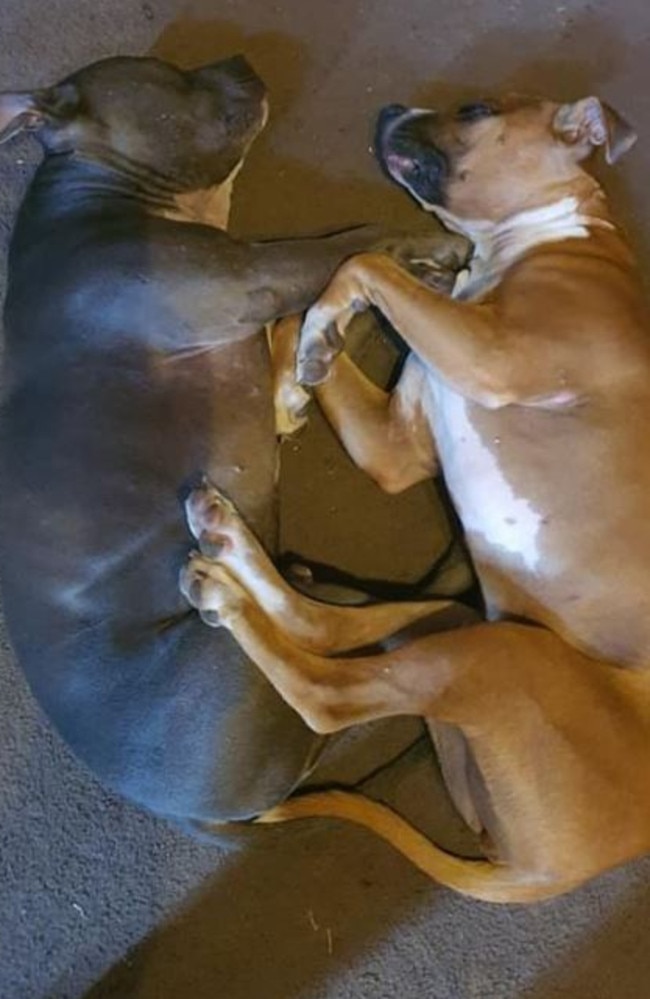 American staffies Nate (left) and Narla are facing a death sentence. Picture: supplied