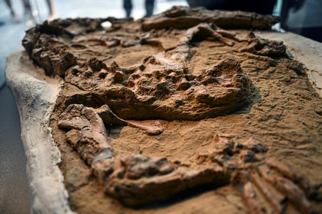 Paleontologists unveil the fossil of a young marine crocodile dating back 10 to 12 million years discovered in Peru