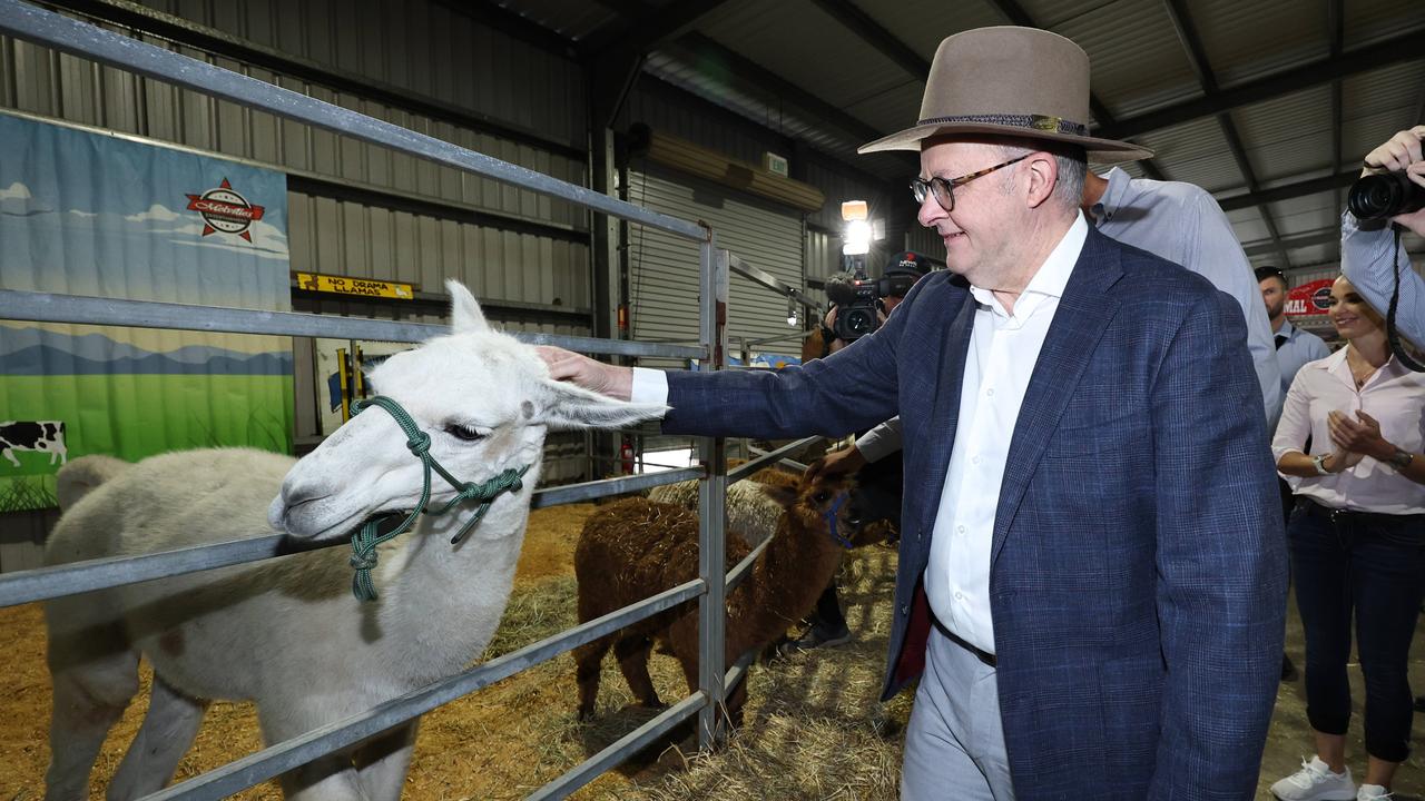 Australian Prime Minister Anthony Albanese pats an llama which objects to the affection at Melville's Farm animal display at the final day of the Cairns Show. Picture: Brendan Radke