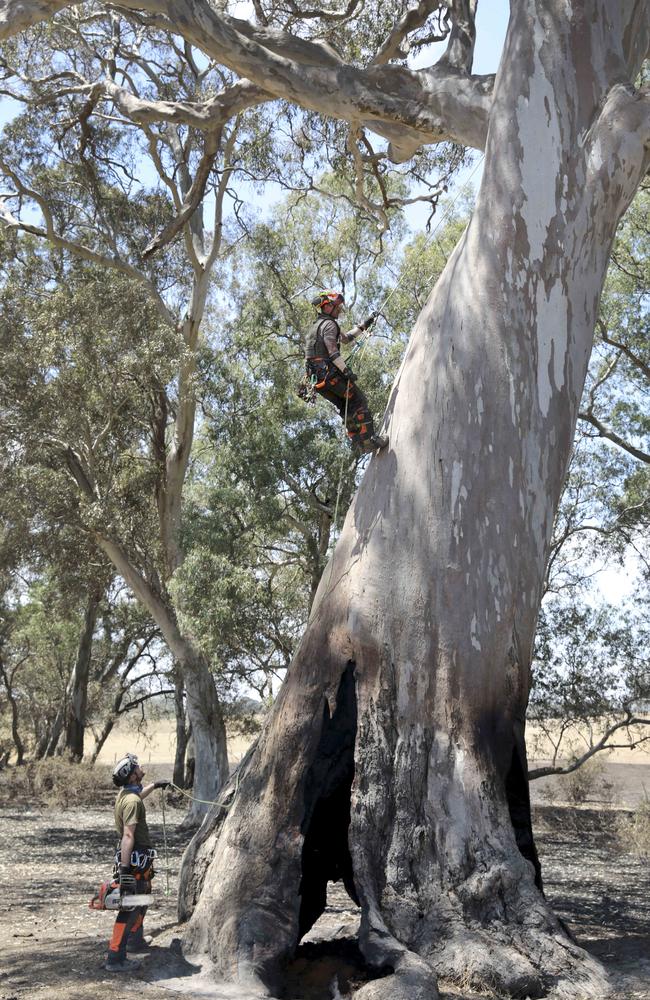 Gareth Desmond climbs the old river red gum. He believes military personnel could form part of a new elite firefighting and prevention unit. Picture: Dean Martin/AAP