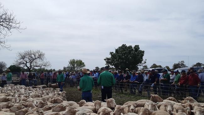 Ewe prices are expected to reach $500 at Hay this week.