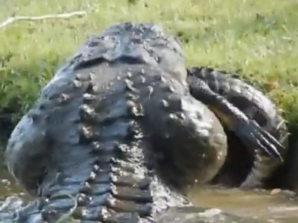 The gator is rumoured to be 12 feet long from tip to toe. His lunch? A mere six feet.