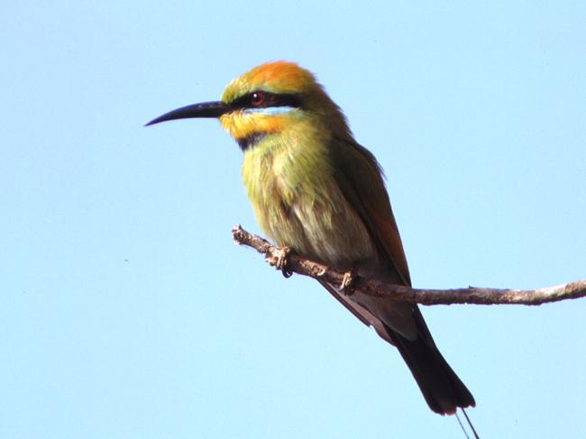 Greening Australia - endangered threatened rainbow bee-eater bird 17 Sep 2003./Birds