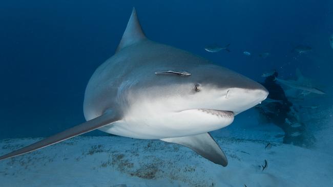 People are advised to be aware of the presence of sharks in Sydney Harbour. Picture: Supplied