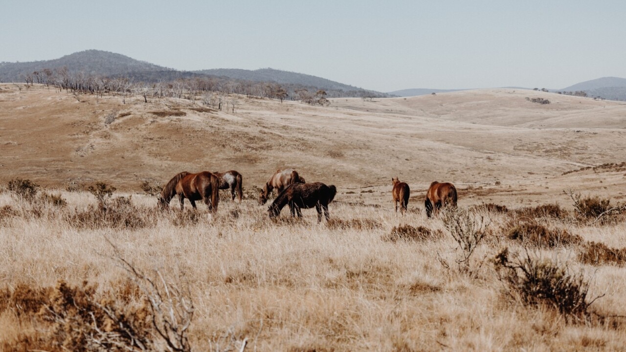 NSW Government planning to reduce brumby population