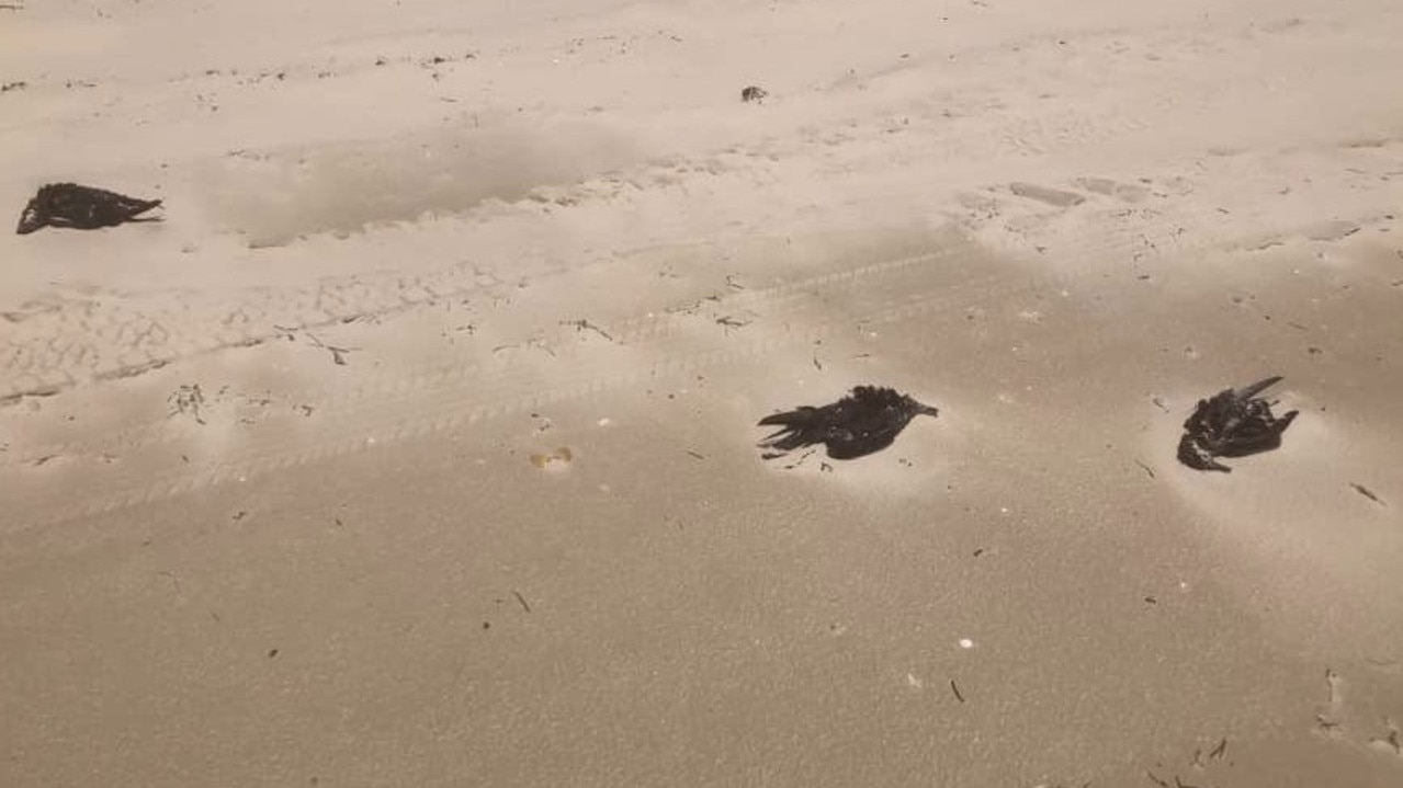 North Stradbroke Island in Queensland is one of many coastal areas along the Australian east coast reporting dead birds washing ashore. Picture: Michael Bulloch