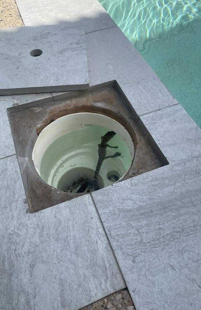 The baby croc was small enough to fit in the skimmer box. Picture: Facebook