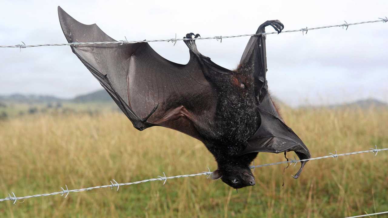 fencing wire in Queensland, Pets