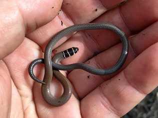 RELOCATED: The collared delma, which have been found near the Toowoomba Second Range Crossing. Picture: Contributed