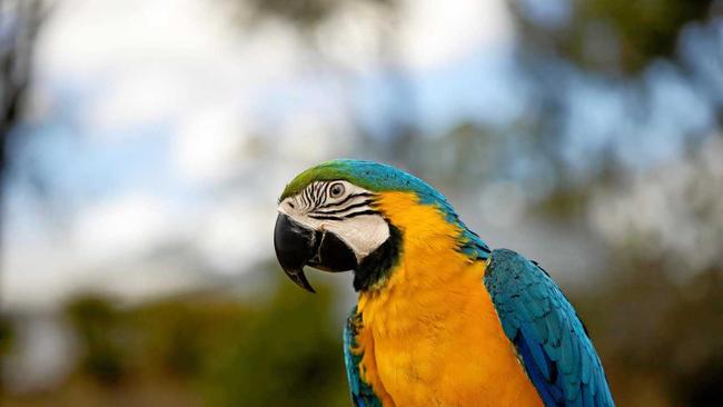 Nearly all macaws are threatened species due to trapping and illegal trading. Picture: Madison Celestin