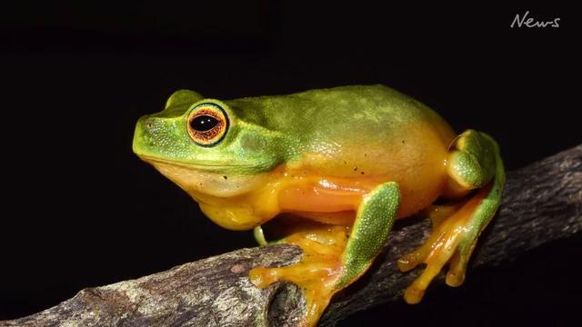 Australia's first national frog count