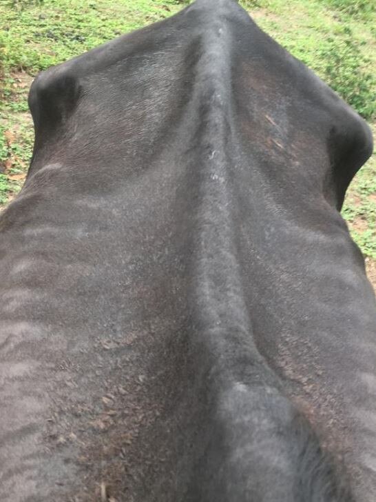 The condition of one of the horses seized from a property associated with owner of the Storybook Farm Sacred Animal Garden in March, 2019. Picture: RSPCA Queensland.