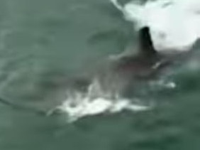 White Pointer Shark attacks crab nets at Semaphore jetty . PIcture; 7NEWS