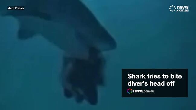 Shark tries to bite diver's head off