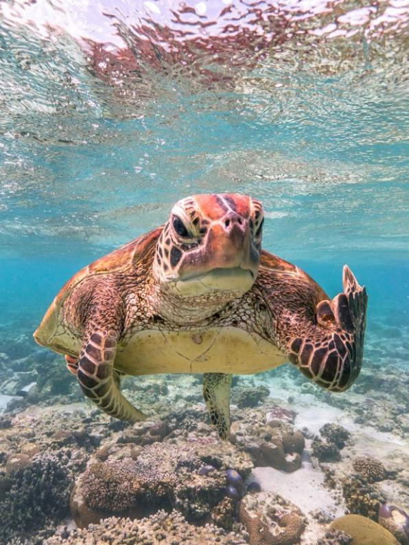 2020 Comedy Wildlife Photography Award overall winner Mark Fitzpatrick with his photograph "Terry the Turtle flipping the bird".