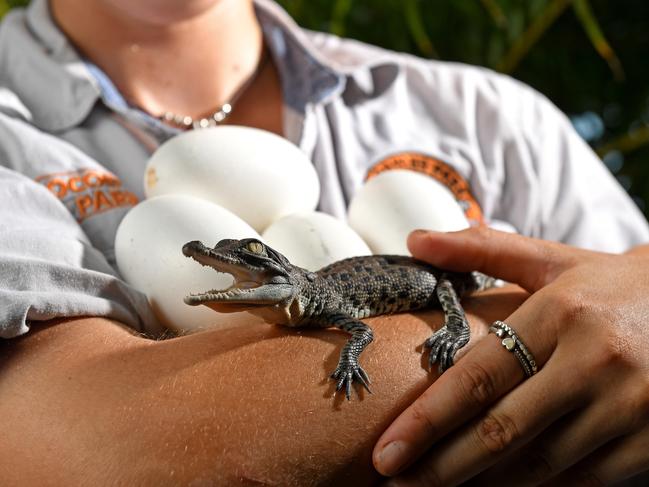 The Morrison Government is throwing a $94.6 million lifeline out to the Territory’s zoos and wildlife sanctuaries facing ruin because of the coronavirus crisis. Pictured is Shannon Jones holding a saltwater crocodile hatchling and eggs at Crocodylus Park in Darwin. Picture: Che Chorley