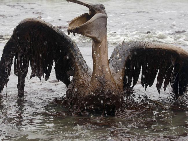 A brown pelican covered in oil from BP's Deepwater Horizon oil rig spill along the Louisiana coast in June 2010. Picture: AP