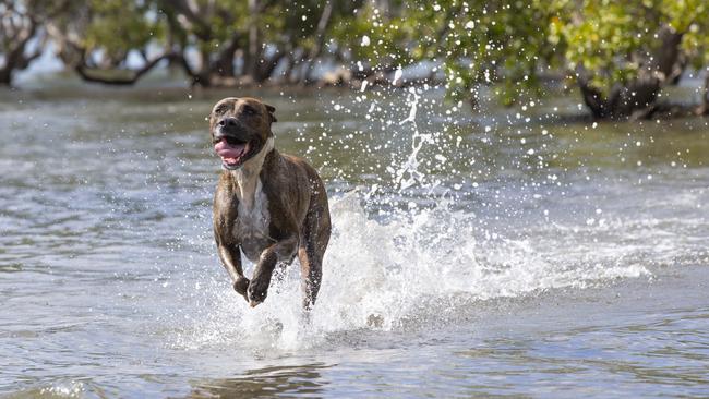 Ghana enjoys a splash in the off-leash trial area at Nudgee Beach. Picture: Renae Droop