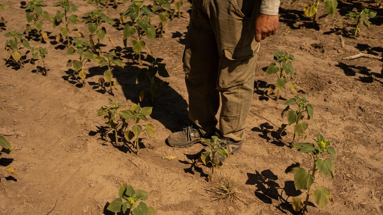 Rancher Joan Hofer walks trough soy plants that struggle to survive amid a severe drought that affects the region. Picture: Sebastian Lopez Brach/Getty Images