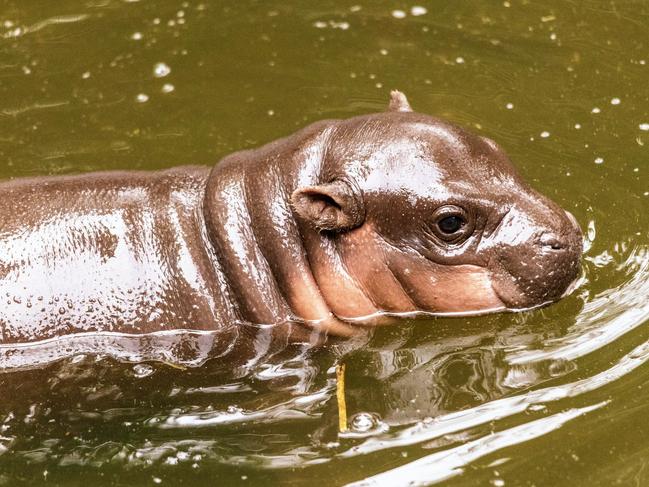 Baby hippo dies suddenly at Sydney zoo