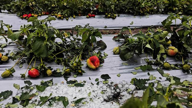 Hail damage to strawberries at Eastern Colour. Photo: Eastern Colour / Contributed