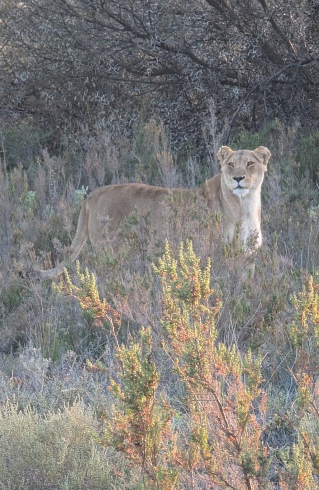 Every booking through Uber contributes to conservation efforts at Aquila that help protect endangered species and ensure the preservation of South Africa’s rich biodiversity. Picture: News.com.au