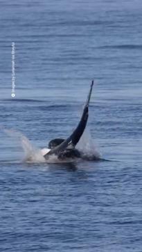 Incredible moment sea lion takes down a shark