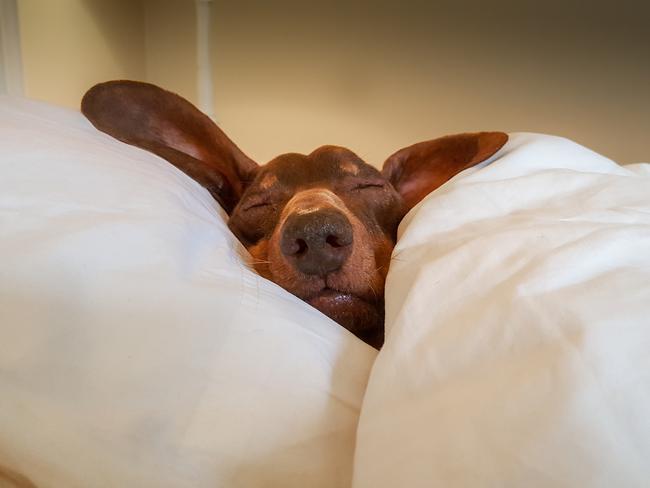 Dachshund snuggled up and asleep under duvet cover in human bed.