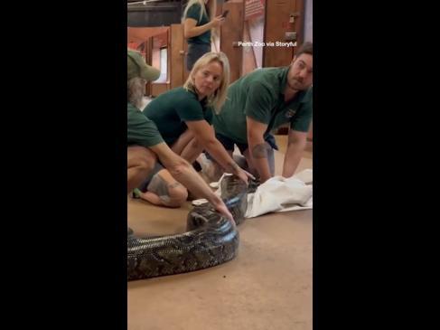 Aussie vet team wrangles 5.5m snake for checkup