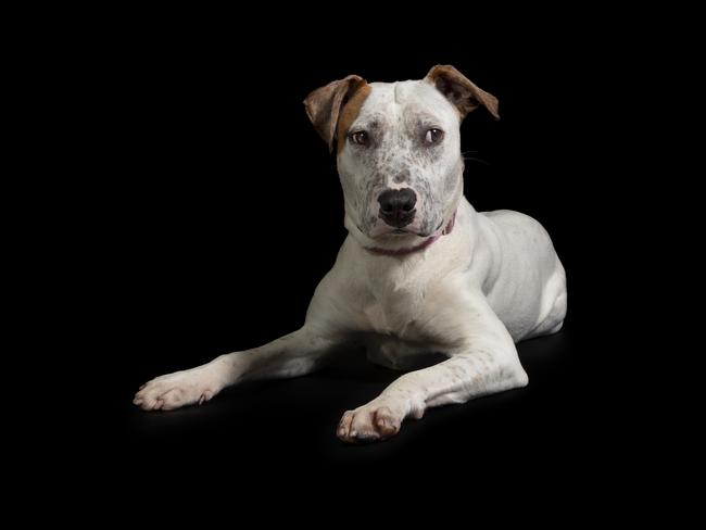 Puppy Alice has been waiting over 230 days to be adopted. She is always ready to administer cuddles and licks at a moment’s notice. Picture: Daniella Cortis