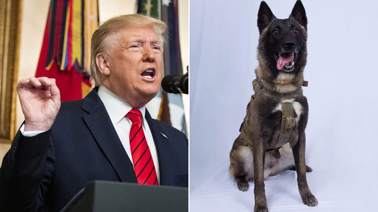 a dog helped take down the leader of isis