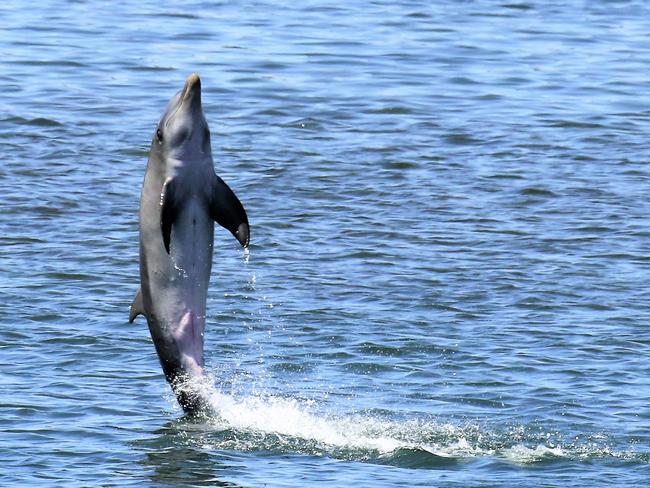 Port River dolphin investigation launched