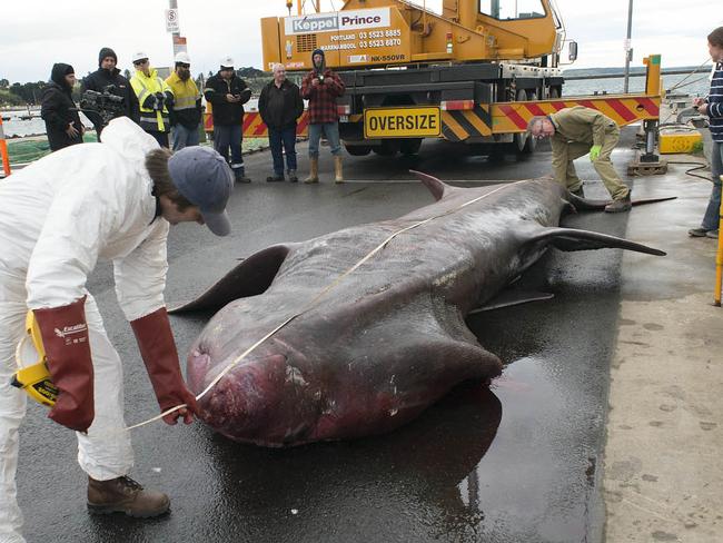 Twist in monster shark catch