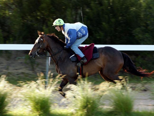 Makybe Diva works during her stay at Lee Freedman’s former country stable at Rye.