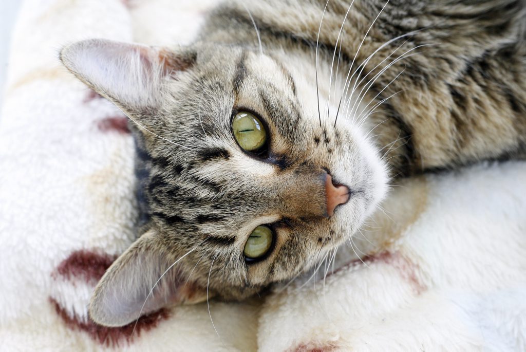 ‘Irresponsible’ cat owners allow pets to roam neighbourhood | The Chronicle