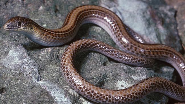 The striped legless lizard has been found in large numbers on the juvenile supermax centre site at Werribee.                        <a capiid="f3d517c47a584ee2fd56e2d1ab106504" class="capi-video">Werribee youth prison to be moved after locals' protest</a>