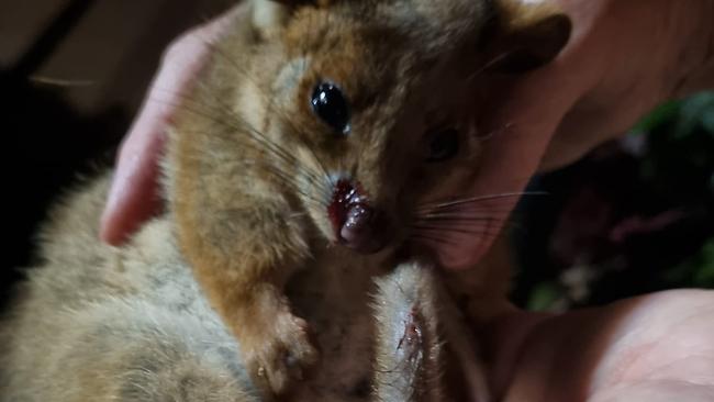 This possum was reportedly injured after the truck lost control and steamrolled through First Avenue, disloging branches. Picture: Patricia Russell