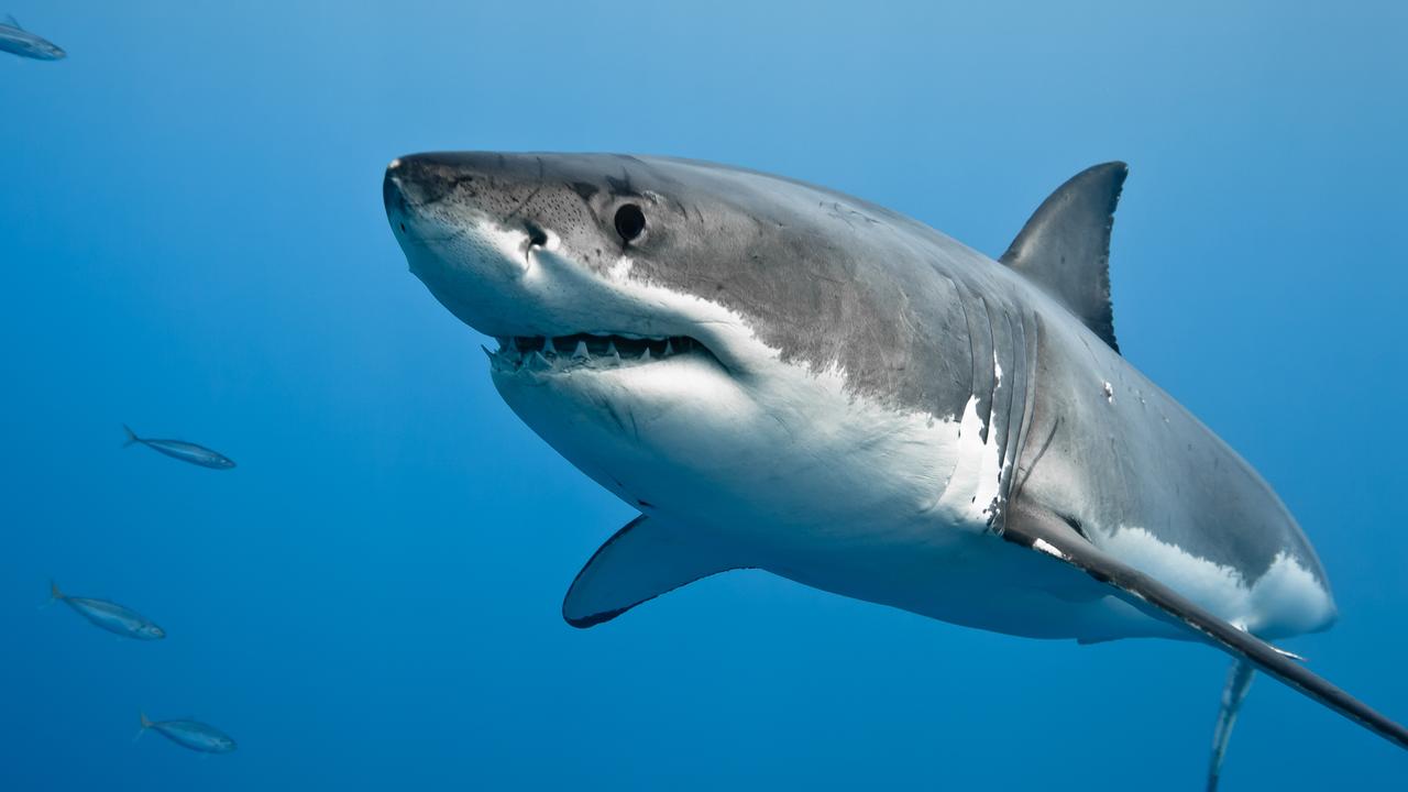 How many great white sharks is enough?