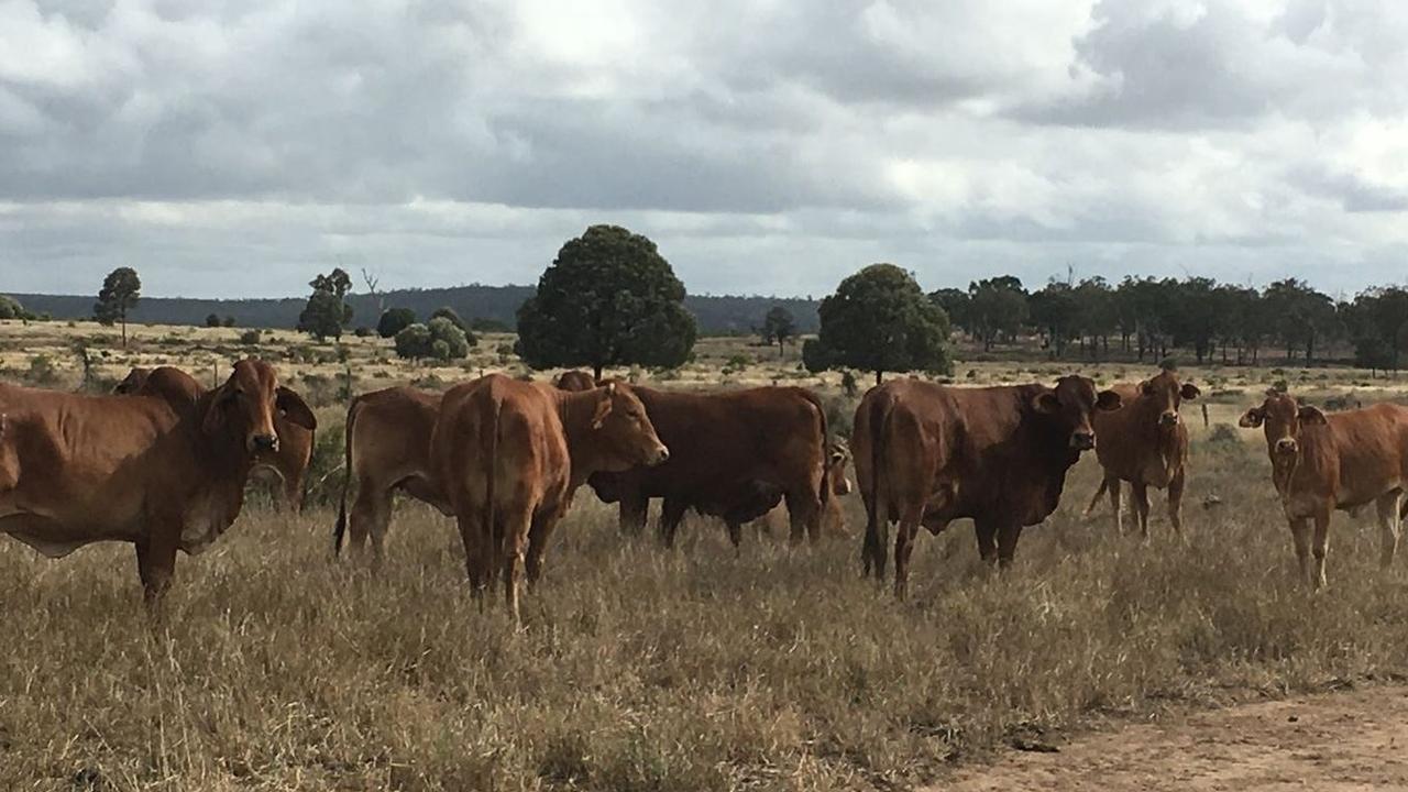 The property has 13 freehold titles subdivided into main paddocks with holding squares and laneways to the yards. Picture: Contributed